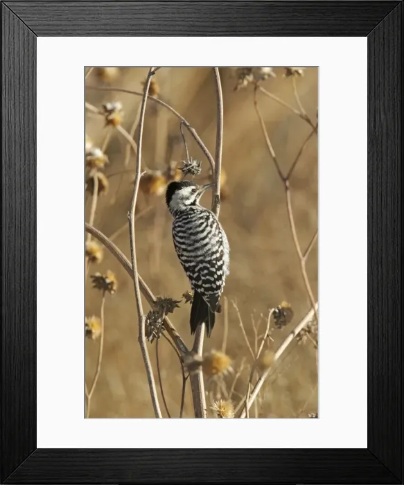 Framed Print : Ladder-backed Woodpecker Framed Print : Ladder-backed Woodpecker