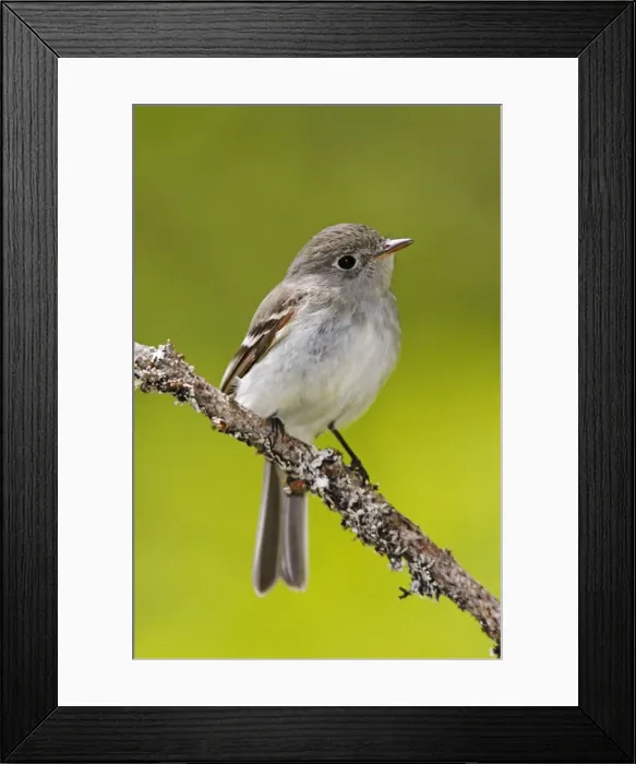 Framed Print : Least Flycatcher Framed Print : Least Flycatcher