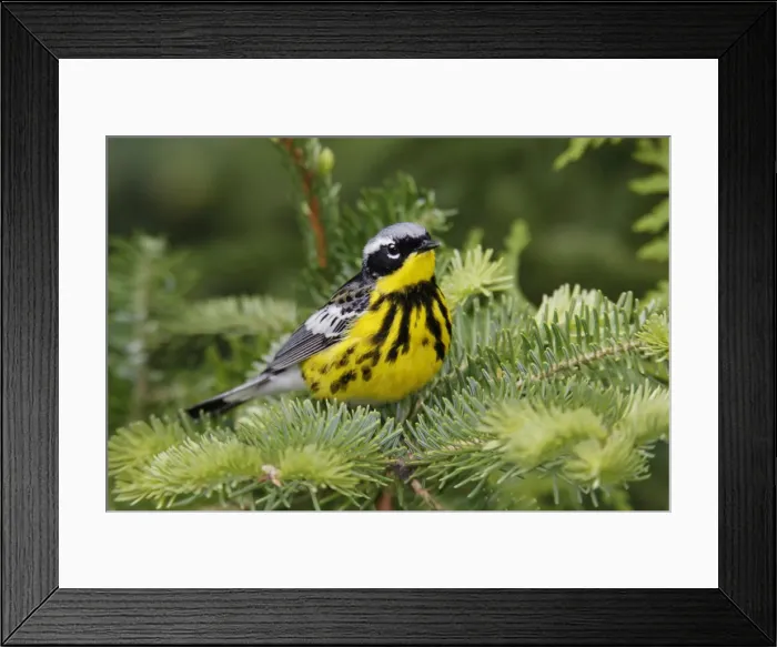Framed Print : Magnolia Warbler Framed Print : Magnolia Warbler