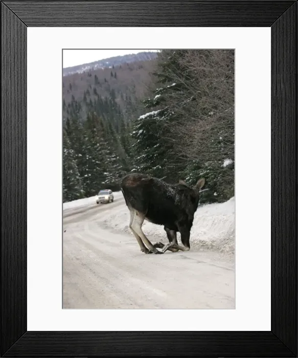Framed Print : Moose - female Maine, New England, USA Framed Print : Moose - female Maine, New England, USA