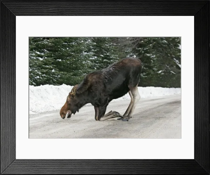 Framed Print : Moose - female Maine, New England USA Framed Print : Moose - female Maine, New England USA