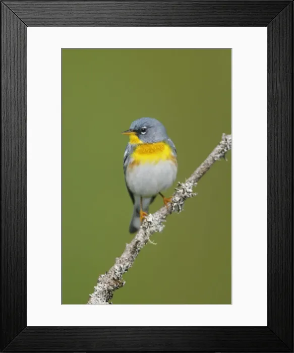 Framed Print : Northern Parula Framed Print : Northern Parula