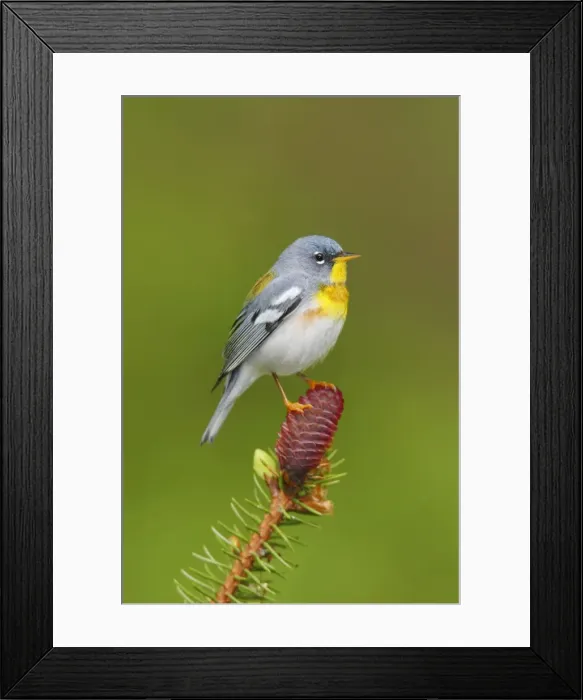 Framed Print : Northern Parula Framed Print : Northern Parula