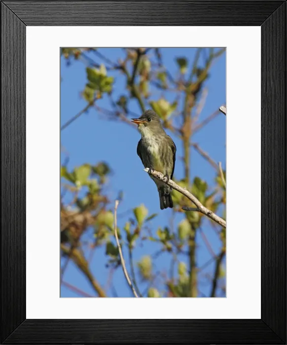 Framed Print : Olive-sided Flycatcher Framed Print : Olive-sided Flycatcher