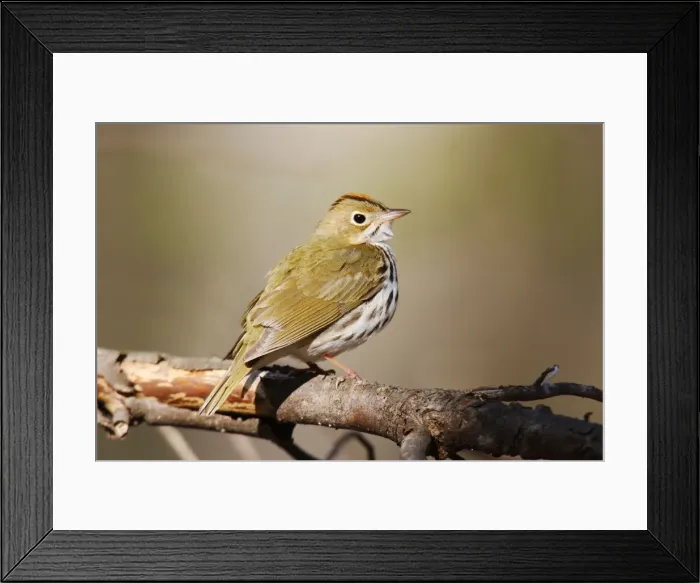 Framed Print : Ovenbird. JZ-2299. Ovenbird. USA. Seiurus aurocapilla Framed Print : Ovenbird. JZ-2299. Ovenbird. USA. Seiurus aurocapilla