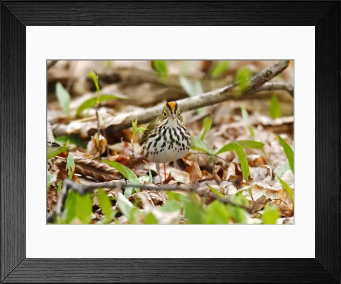 Framed Print : Ovenbird. JZ-2300. Ovenbird. USA. Seiurus aurocapilla Framed Print : Ovenbird. JZ-2300. Ovenbird. USA. Seiurus aurocapilla