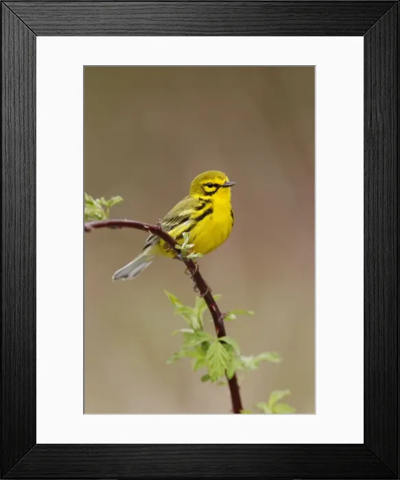 Framed Print : Prairie Warbler Framed Print : Prairie Warbler