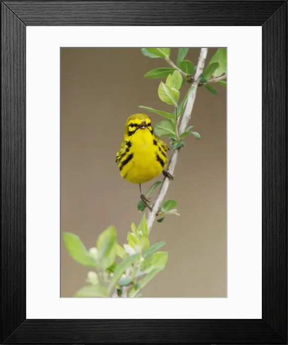 Framed Print : Prairie Warbler Framed Print : Prairie Warbler