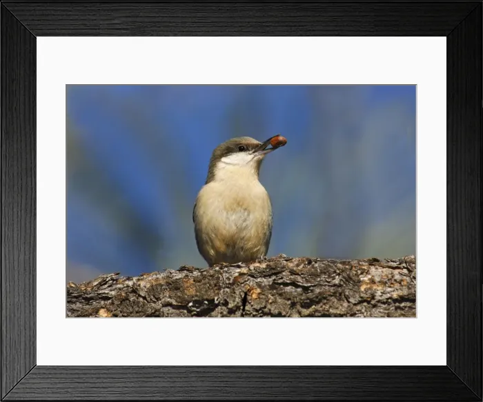 Framed Print : Pygmy Nuthatch - with nut in beak Framed Print : Pygmy Nuthatch - with nut in beak