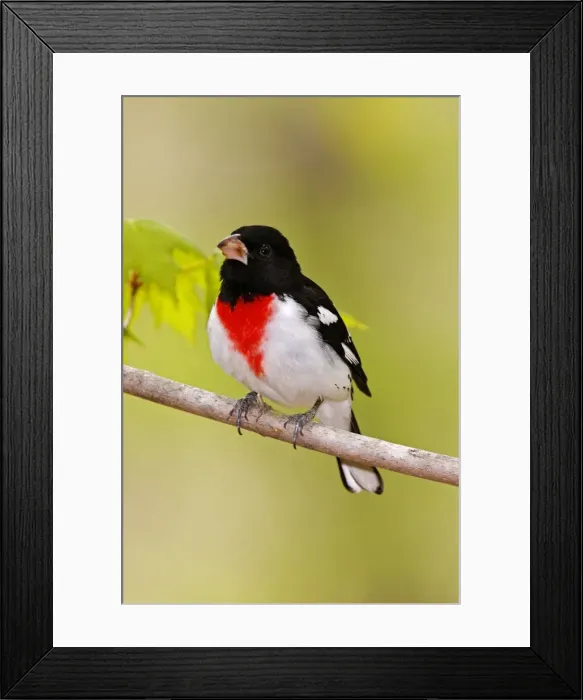 Framed Print : Rose-breasted Grosbeak Framed Print : Rose-breasted Grosbeak