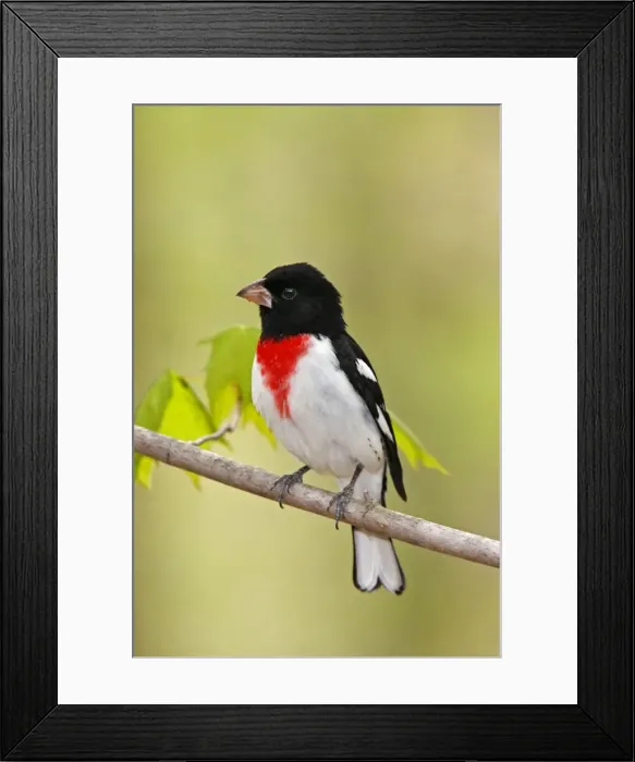 Framed Print : Rose-breasted Grosbeak Framed Print : Rose-breasted Grosbeak