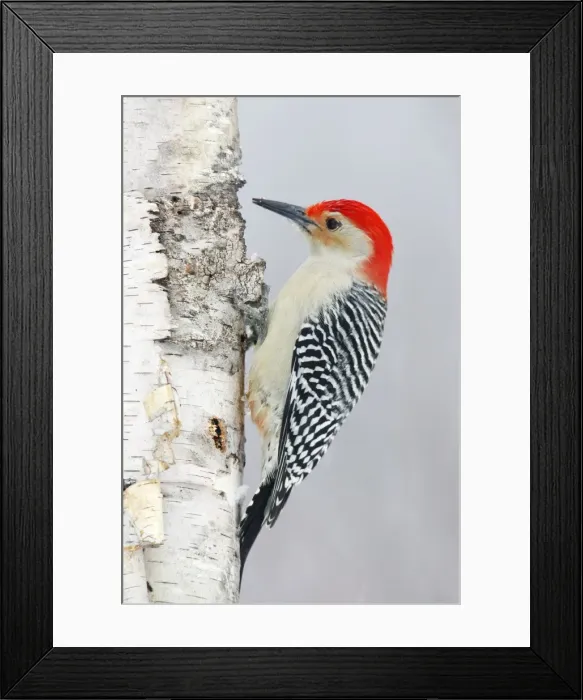 Framed Print : Red-bellied Woodpecker Framed Print : Red-bellied Woodpecker
