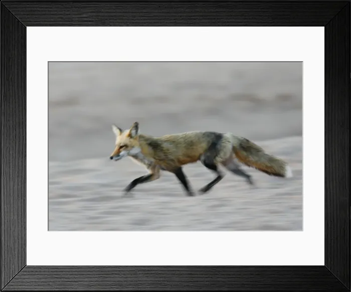 Framed Print : Red Fox. JZ-2313. Red Fox. USA. Vulpes vulpes Framed Print : Red Fox. JZ-2313. Red Fox. USA. Vulpes vulpes