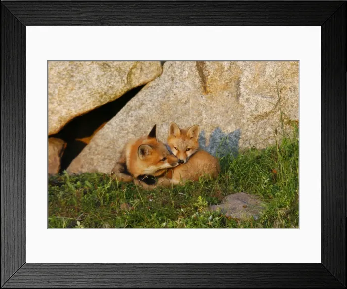 Framed Print : Red Fox - adult with cub Framed Print : Red Fox - adult with cub