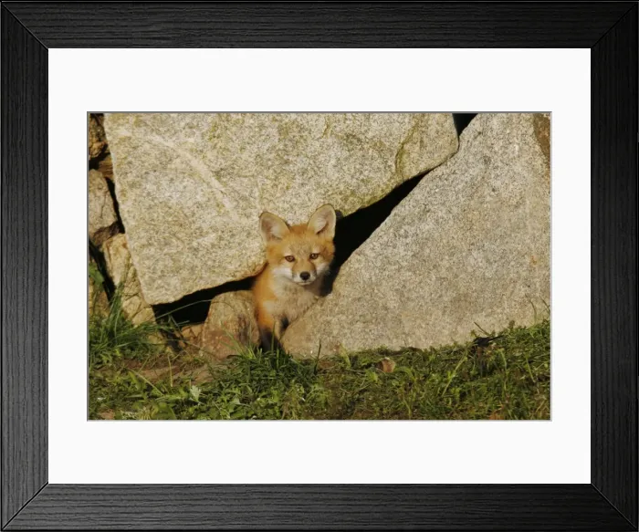 Framed Print : Red Fox. JZ-2315. Red Fox. USA. Vulpes vulpes Framed Print : Red Fox. JZ-2315. Red Fox. USA. Vulpes vulpes