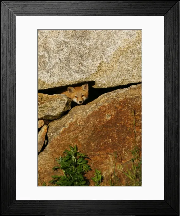 Framed Print : Red Fox. JZ-2318. Red Fox. USA. Vulpes vulpes Framed Print : Red Fox. JZ-2318. Red Fox. USA. Vulpes vulpes