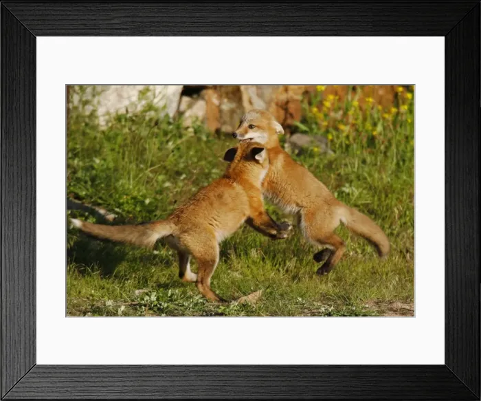 Framed Print : Red Fox - cubs playfighting Framed Print : Red Fox - cubs playfighting