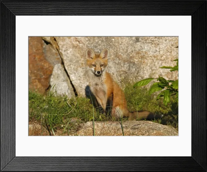 Framed Print : Red Fox. JZ-2320. Red Fox. USA. Vulpes vulpes Framed Print : Red Fox. JZ-2320. Red Fox. USA. Vulpes vulpes