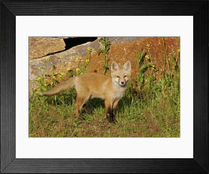Framed Print : Red Fox. JZ-2323. Red Fox. Vulpes vulpes Framed Print : Red Fox. JZ-2323. Red Fox. Vulpes vulpes