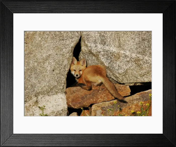 Framed Print : Red Fox. JZ-2324. Red Fox. Vulpes vulpes Framed Print : Red Fox. JZ-2324. Red Fox. Vulpes vulpes