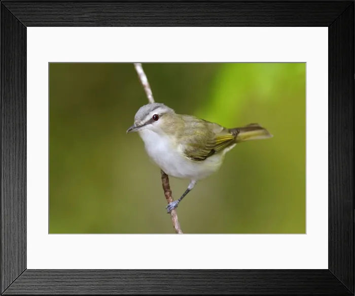 Framed Print : Red-eyed Vireo Connecticut, USA Framed Print : Red-eyed Vireo Connecticut, USA