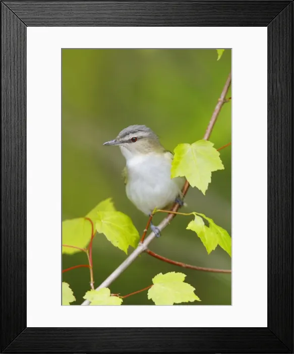 Framed Print : Red-eyed Vireo Connecticut, USA Framed Print : Red-eyed Vireo Connecticut, USA