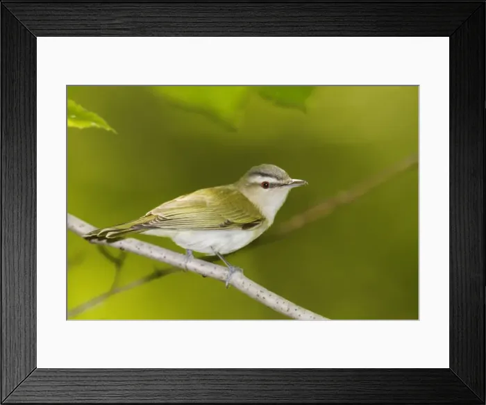 Framed Print : Red-eyed Vireo Connecticut, USA Framed Print : Red-eyed Vireo Connecticut, USA