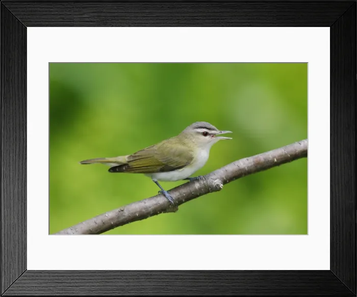 Framed Print : Red-eyed Vireo - on breeding territory in spring. Connecticut, USA Framed Print : Red-eyed Vireo - on breeding territory in spring. Connecticut, USA