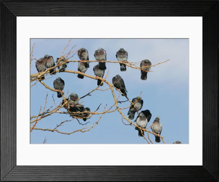 Framed Print : Rock Pigeon / Columba livia Framed Print : Rock Pigeon / Columba livia