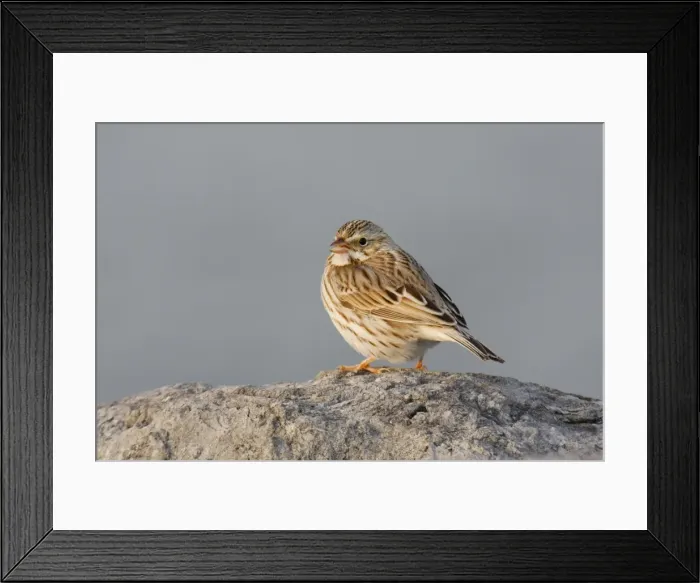 Framed Print : Savannah Sparrow Framed Print : Savannah Sparrow