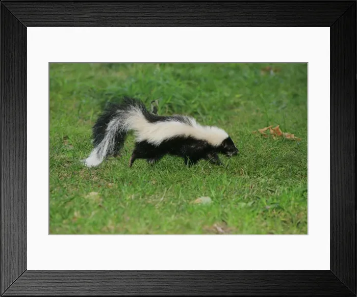 Framed Print : Striped Skunk Framed Print : Striped Skunk