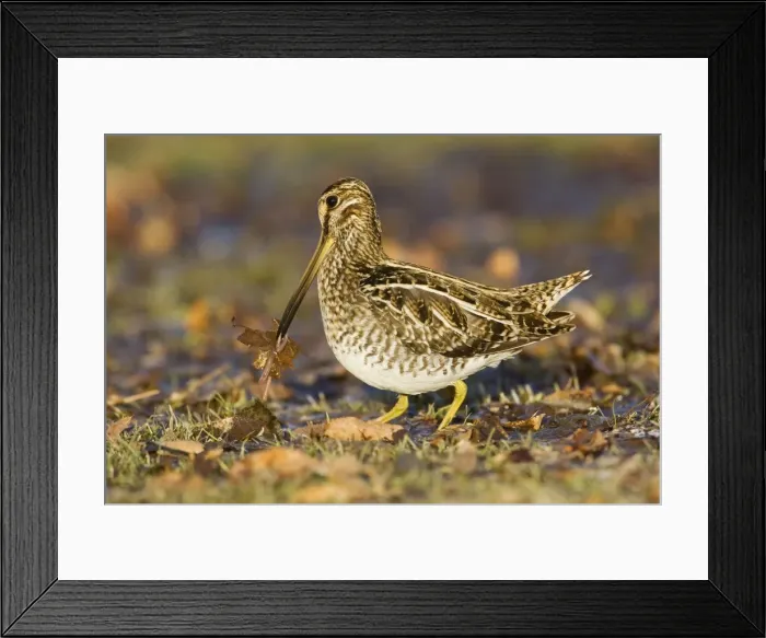 Framed Print : Wilson's Snipe Framed Print : Wilson's Snipe