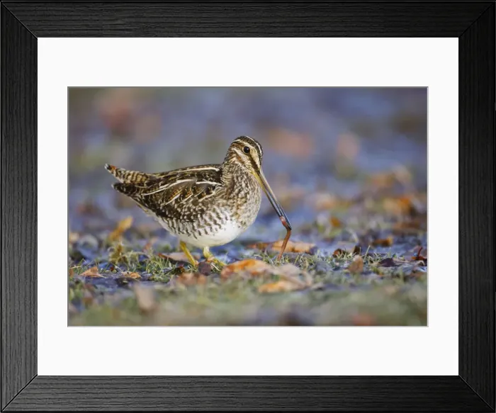 Framed Print : Wilson's Snipe - with worm in beak Framed Print : Wilson's Snipe - with worm in beak