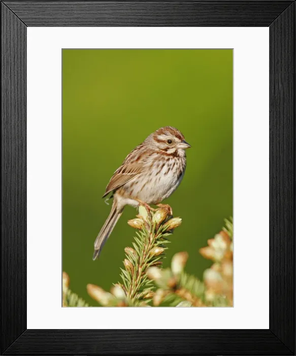 Framed Print : Song Sparrow Framed Print : Song Sparrow