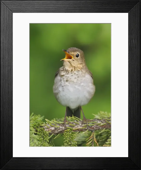Framed Print : Swainson's Thrush Framed Print : Swainson's Thrush
