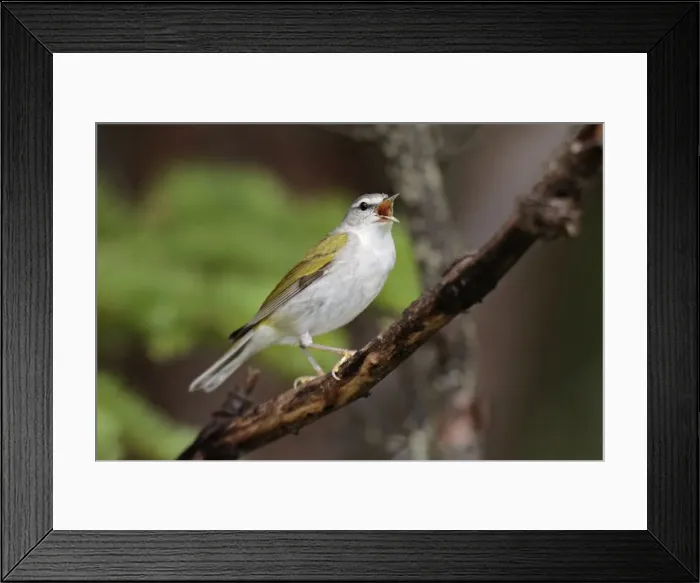 Framed Print : Tennessee Warbler Framed Print : Tennessee Warbler