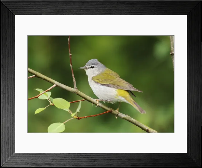 Framed Print : Tennessee Warbler Framed Print : Tennessee Warbler