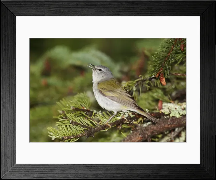 Framed Print : Tennessee Warbler