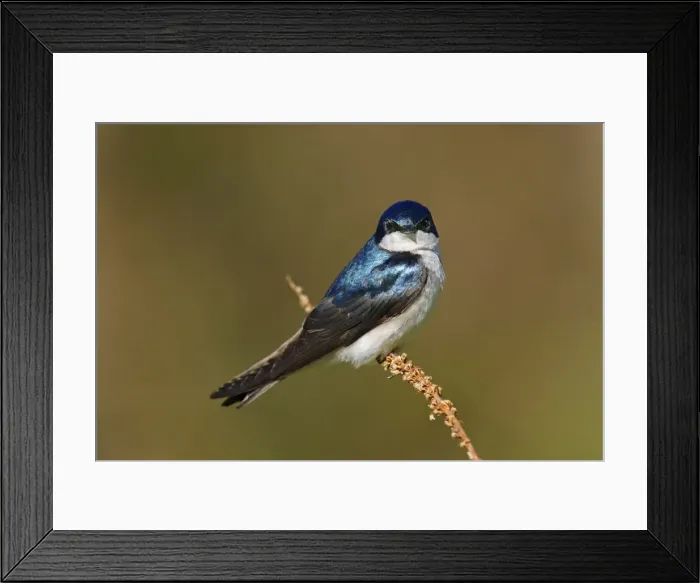 Framed Print : Tree Swallow