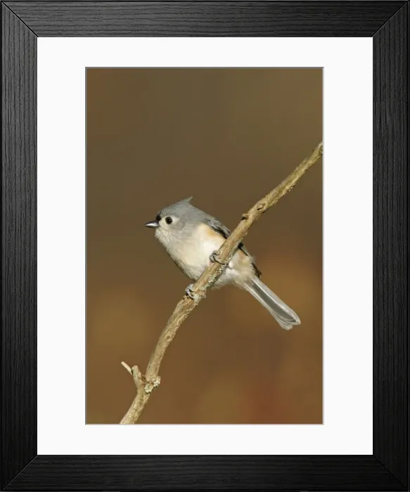 Framed Print : Tufted Titmouse Hamden, Connecticut, USA Framed Print : Tufted Titmouse Hamden, Connecticut, USA