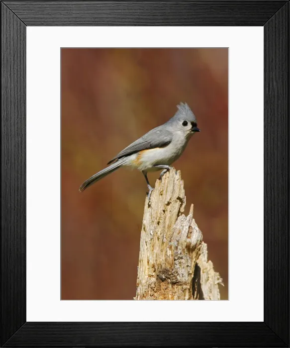 Framed Print : Tufted Titmouse Hamden, Connecticut, USA Framed Print : Tufted Titmouse Hamden, Connecticut, USA