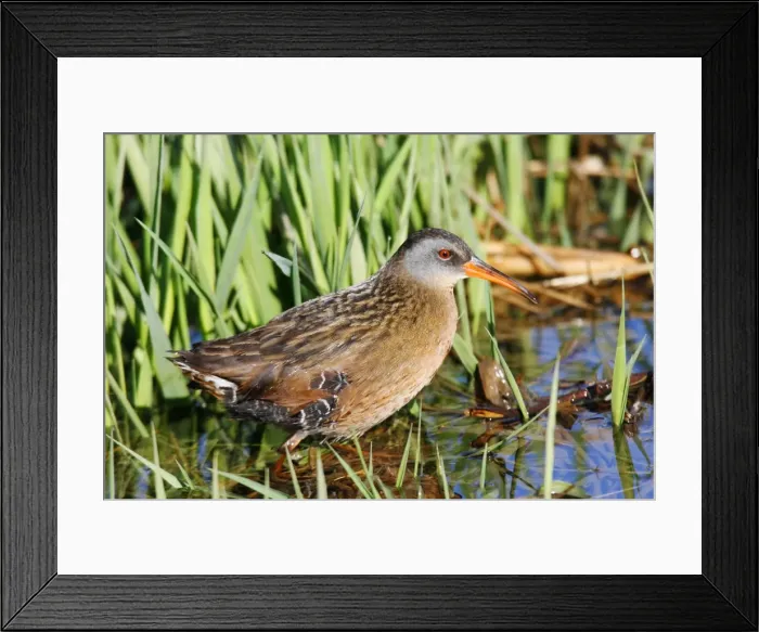 Framed Print : Virginia Rail Framed Print : Virginia Rail