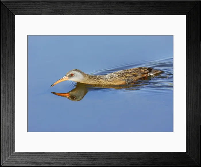 Framed Print : Virginia Rail Framed Print : Virginia Rail