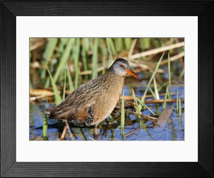 Framed Print : Virginia Rail Framed Print : Virginia Rail