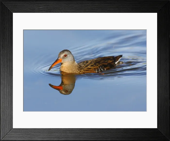 Framed Print : Virginia Rail Framed Print : Virginia Rail