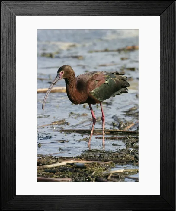 Framed Print : White-faced Ibis Framed Print : White-faced Ibis