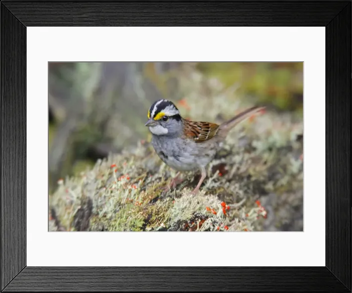 Framed Print : White-throated Sparrow Framed Print : White-throated Sparrow