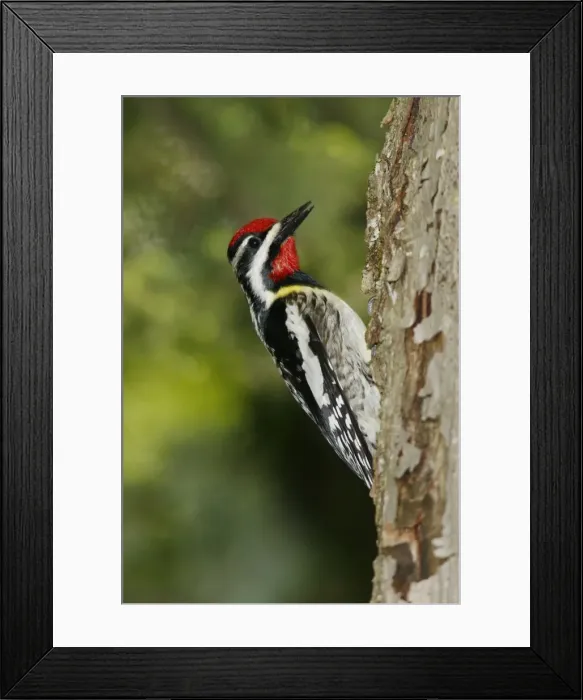 Framed Print : Yellow-bellied Sapsucker Framed Print : Yellow-bellied Sapsucker