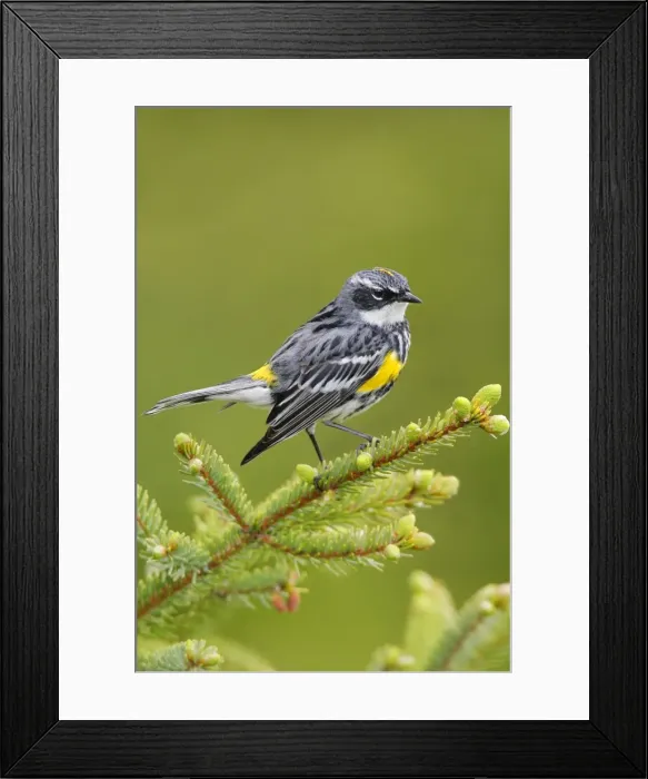 Framed Print : Yellow-rumped Warbler Framed Print : Yellow-rumped Warbler