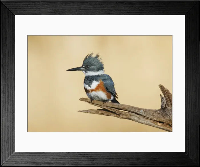 Framed Print : Belted Kingfisher - female Framed Print : Belted Kingfisher - female